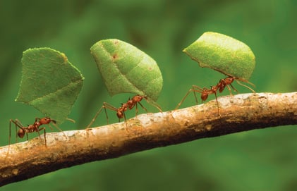 Three ants carrying leaves