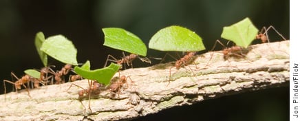 Leafcutter ants carrying leaves