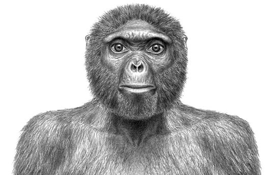 Artist’s reconstruction of the distant human ancestor, Ardipithecus ramidus with gentle and sensitive facial features