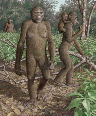 Reconstrução paleoartista do ancestral humano de 4,4 milhões de anos, Ardipithecus ramidus, em pé em seu habitat natural