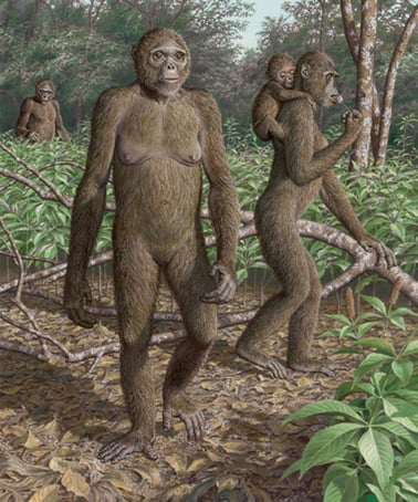 Paleoartist reconstruction of the 4.4 million year old human ancestor, Ardipithecus ramidus standing in its natural habitat