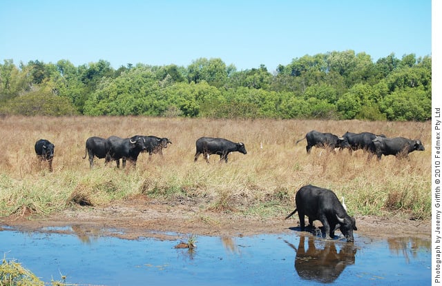 Asian Buffalo, Northern Territory, Australia
