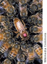 Queen bee att he centre of her worker bees