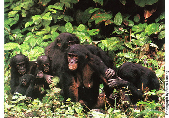 A group of adult and infant bonobos huddled together in a natural leafy environment.
