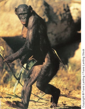 Bonobo female Lana walking upright carrying a branch