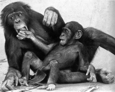 Niemowlę bonobo leżące na leżącym na boku samcu bonobo podczas spotkania towarzyskiego