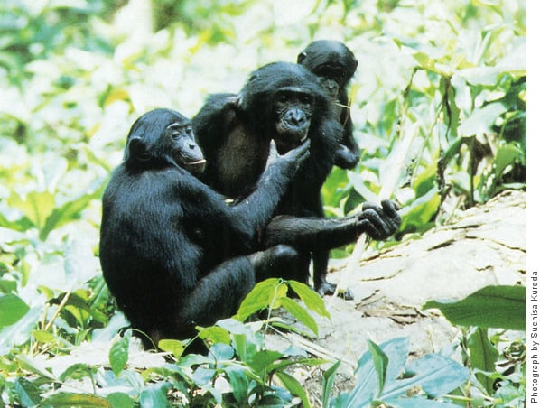 With her infant beside her, Kame shares provisioned sugar cane with Senta, a non-related juvenile, at the Wamba pygmy chimpanzee research station, Democratic Republic of the Congo, 1987.
