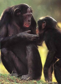 An adult bonobo gently touches a juvenile bonobo on the chin with their fingers while looking into their eyes