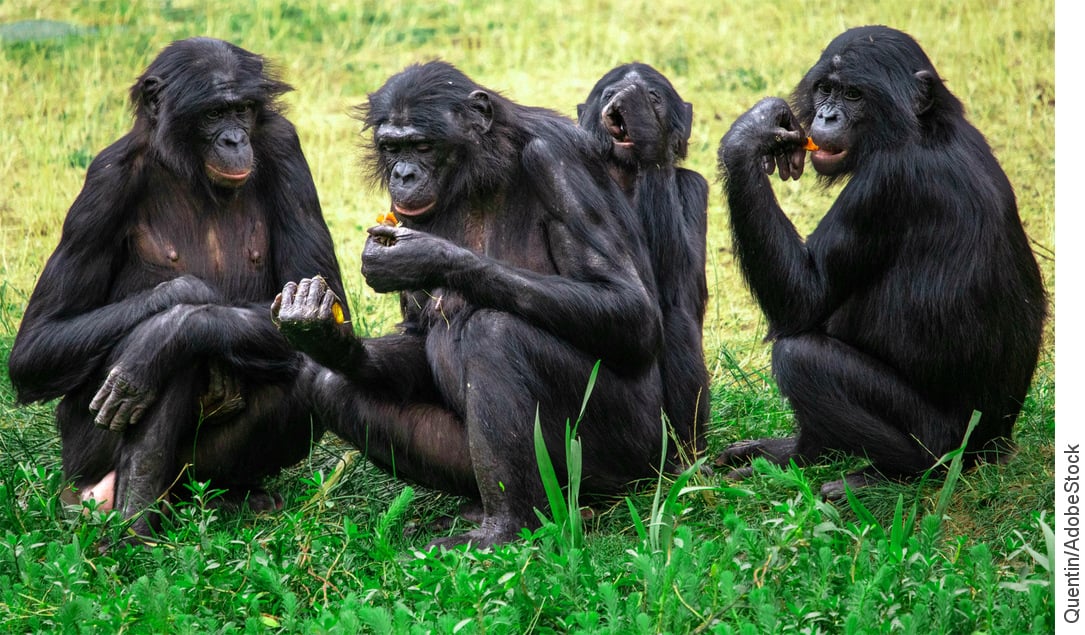 Bonobo-group-of-four_txtco_WEB_2x_1085x634.jpg