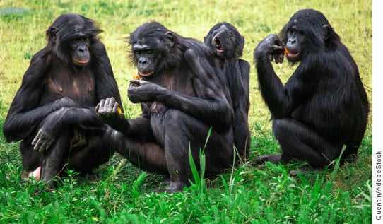 A group of Bonobos relaxing close to each other on green grass.