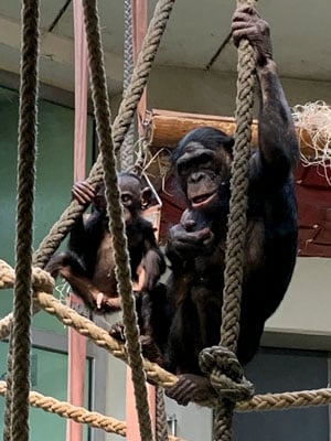 Bonobo mother and baby