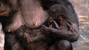 A female bonobo holding an infant bonobo close on her hip with her arm while walking upright