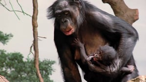 A female bonobo holding an infant bonobo close to her chest with her arm while walking upright