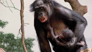Samica bonobo trzymająca niemowlę bonobo blisko piersi, trzymając je za ramię podczas chodzenia w pozycji wyprostowanej
