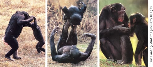Three images of bonobos nurturing infants