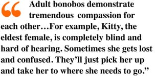 Quote from Zookeeper Barbara Bell about Bonobos’ compassion.