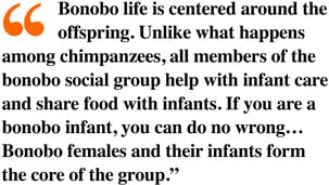 Bonobo quote by Sue Savage-Rumbaugh about the central role of nurturing in bonobo society.