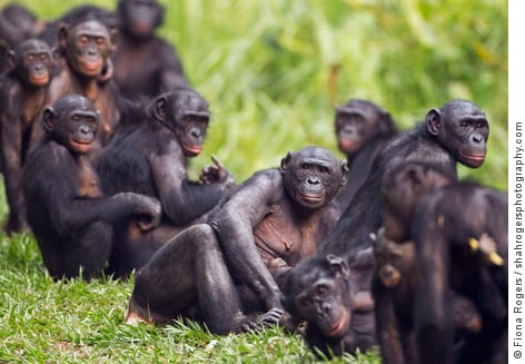 A group of Bonobos relaxing close to each other on green grass at the Lola Ya Bonobo Sanctuary, Democratic Republic of Congo.