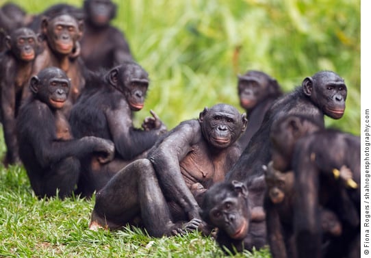 Grupa bonobo odpoczywających blisko siebie na zielonej trawie w sanktuarium Lola Ya Bonobo, Demokratyczna Republika Konga