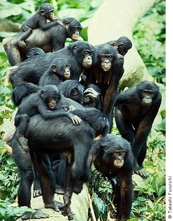 A large cohesive group of bonobos of all ages standing in close proximity on a tree trunk