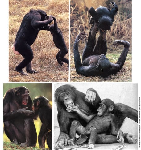 Collage of bonobos nurturing, loving their infants
