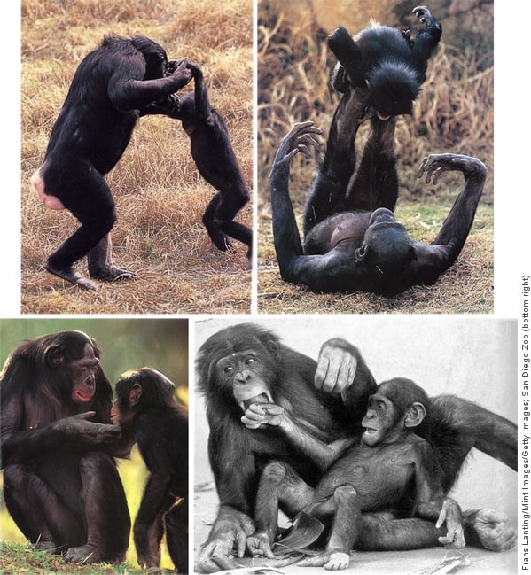 Collage of adult bonobo and infant dancing, adult with infant on her feet, and adults being gentle and loving to infant bonobos