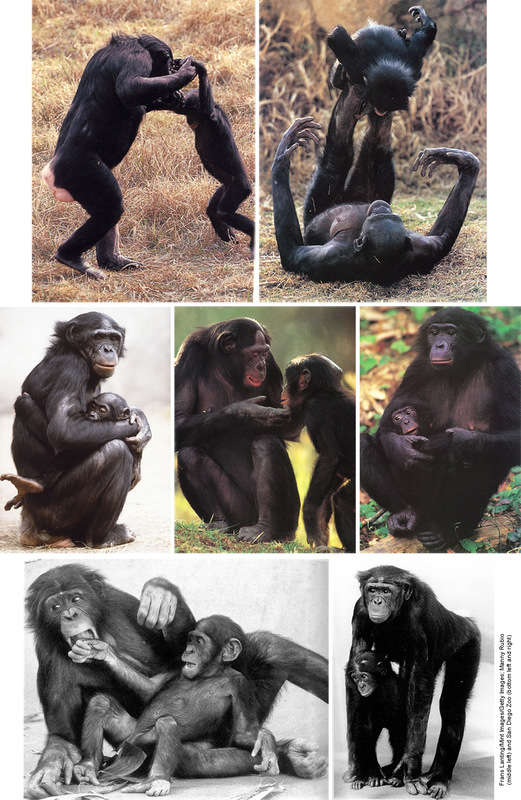 Images of bonobos nurturing their infants