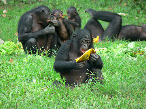 A close group of bonobos sit and lounge on grass eating and sharing fruit