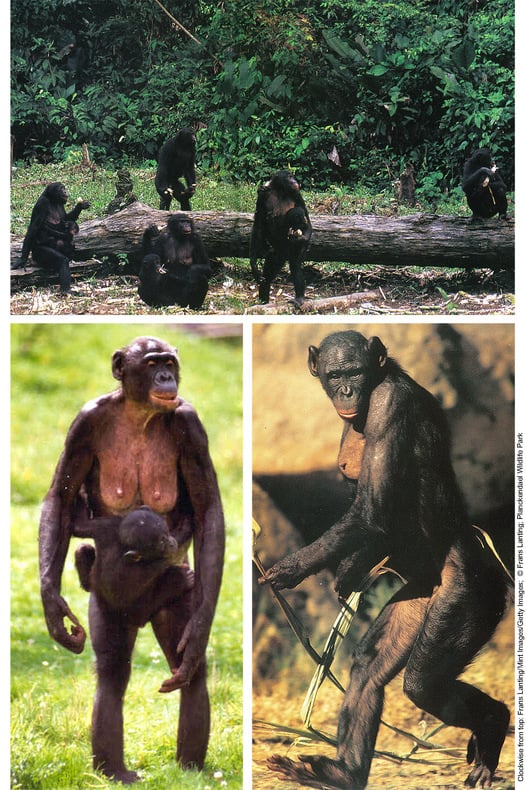 A collage of predominantly female Bonobos in the wild walking bi-pedally and standing upright, some carrying infants.