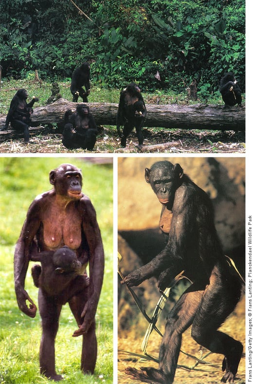 Three images of upright bonobos in the wild