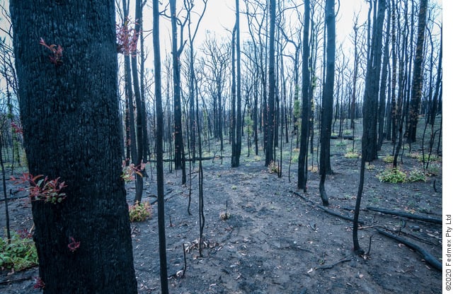 Bushfire burnt eucalyptus trees