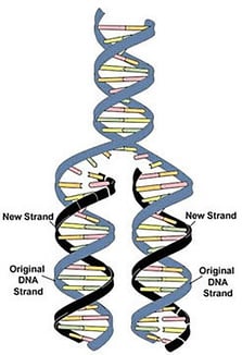 DNA replication helix