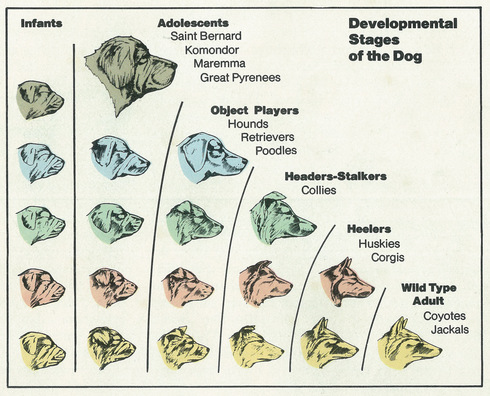 A chart comparing the neotinisation (head profile) of dog breeds with the developmental stages of infancy to adulthood.