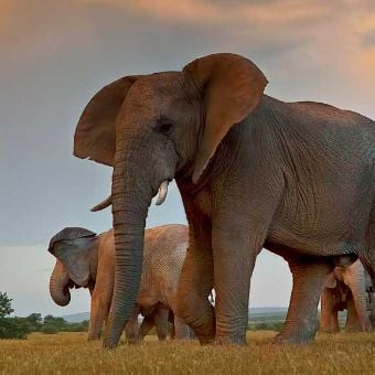 Elephants walking - World Transformation Movement Commendations