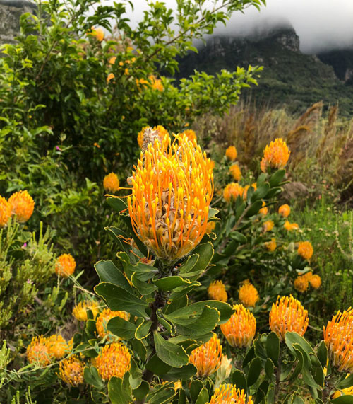FREEDOM coloured flowers in South Africa