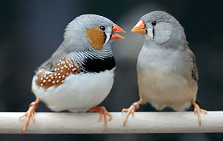 Darwin finches mating pair
