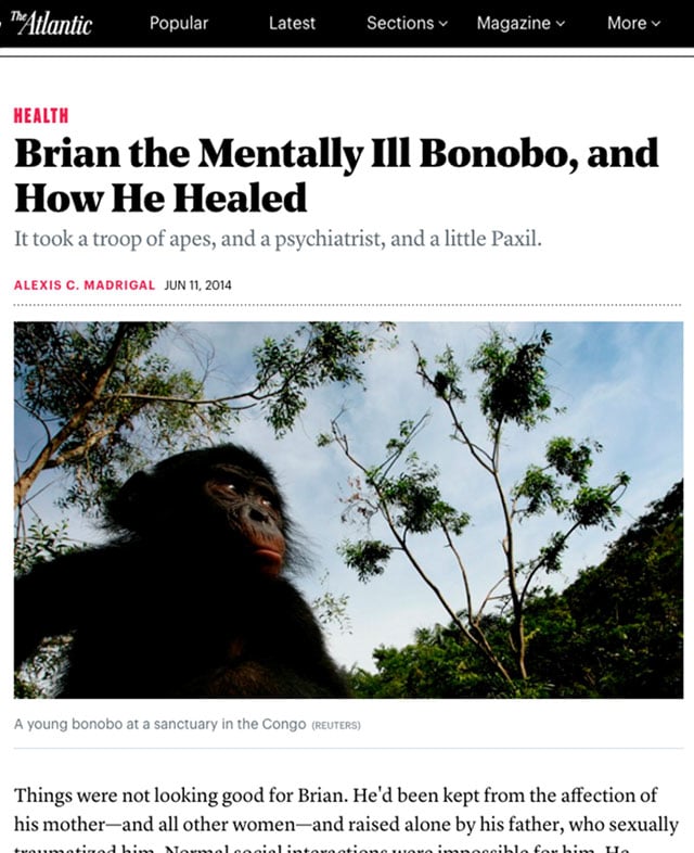 The Atlantic article about Professor Harry Prosen and Brian the bonobo