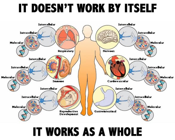 The human body is made up of parts that don’t work by themselves but as a whole