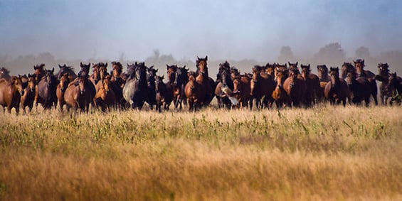 Vast herd of horses galloping toward the viewer