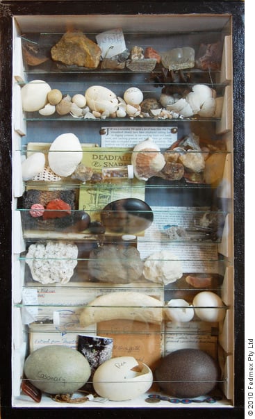 A wall mounted display cabinet made by Jeremy Griffith with many eggs and other artefacts he collected in his early life.
