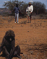 Jeremy Griffith with Deputy Director of the Baboon study Thomas Kingwa in the field with the ‘Pumphouse Gang’