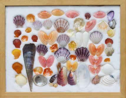 Jeremy’s collection of pink shells found on Henley Beach in Adelaide in 2007.
