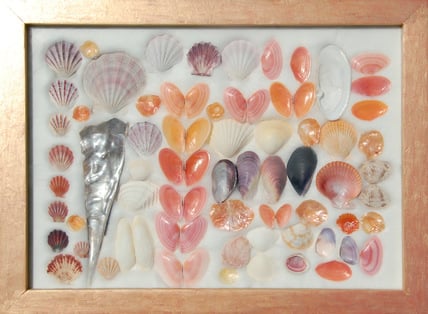 Collection by Jeremy Griffith of pink shells in a frame