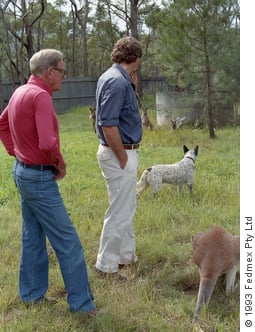 Jeremy Griffith with Professor Charles Birch looking at kangaroos in paddock
