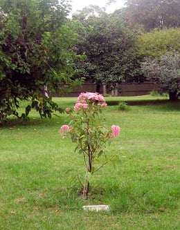 A flowering gum tree planted as a memorial to Jill Griffith