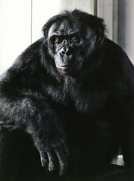Kanzi, a 29-year-old captive male bonobo holds a reflective gaze at the camera