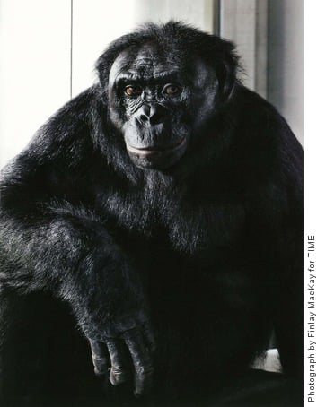 Kanzi, a 29-year-old captive male bonobo holds a reflective gaze at the camera.