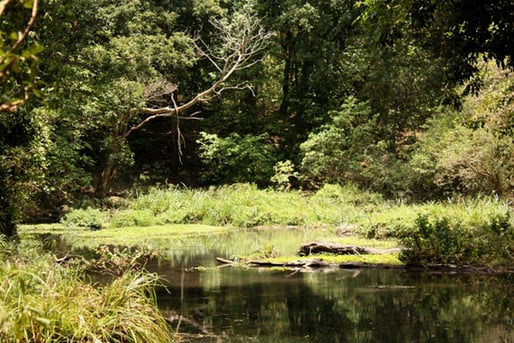 The dense, lush and plentiful Kibwesi forest and watercouse in Kenya illustrating the habitat of distant human ancestors