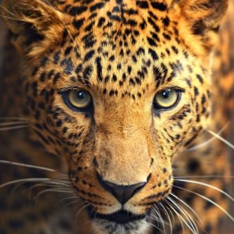 Leopard face - World Transformation Movement Commendations