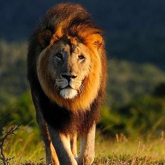 Male lion walking - World Transformation Movement Commendations